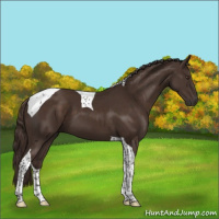 Horse Color:Liver Chestnut Tobiano 