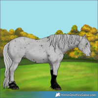 Horse Color:ERROR: UNKNOWN ANOMALY