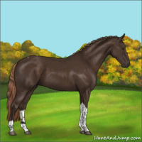 Horse Color:Liver Chestnut Tobiano