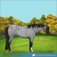 Horse Color:Gray Blue Roan 