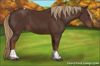 Horse Color:Liver Chestnut Tobiano 