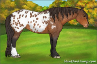 Horse Color:Buckskin Roan Appaloosa 