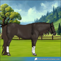 Horse Color:Liver Chestnut Tobiano