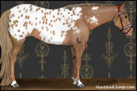 Horse Color:Chestnut Appaloosa