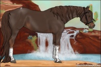 Horse Color:Liver Chestnut Tobiano 