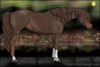 Horse Color:Liver Chestnut Tobiano 