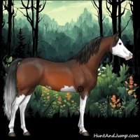 Horse Color:Bay Splash 