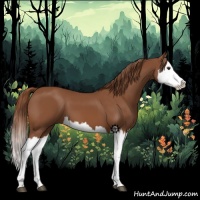 Horse Color:Chestnut Splash 