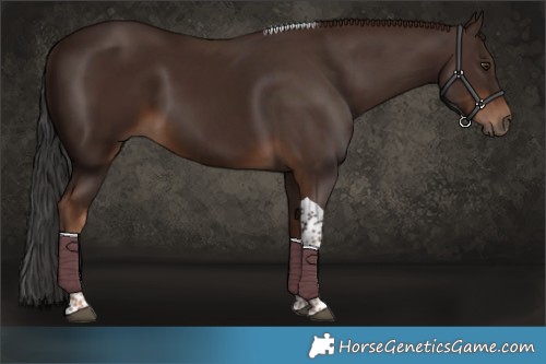 Horse Color:Liver Chestnut Tobiano 