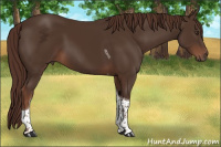 Horse Color:Liver Chestnut Tobiano