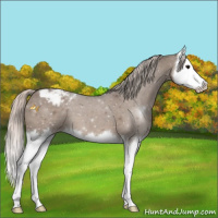 Horse Color:Silver Grullo Splash Varnish 