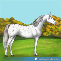 Horse Color:White Spotted Liver Red Dun Tobiano Appaloosa Rabicano Brindle 