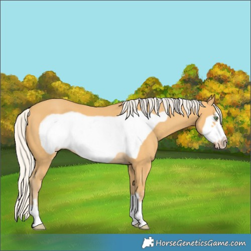 Horse Color:Silver Amber Cream Champagne Frame 