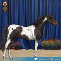 Horse Color:Liver Chestnut Tobiano 