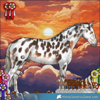 Horse Color:Gray White Spotted Liver Chestnut Mushroom Tobiano Appaloosa 
