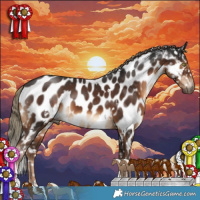Horse Color:Gray White Spotted Liver Chestnut Mushroom Tobiano Appaloosa 