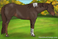 Horse Color:Liver Chestnut Tobiano 