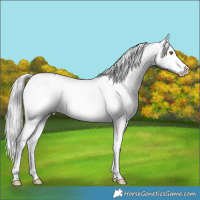 Horse Color:White Spotted Black Chinchilla Varnish 