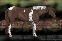 Horse Color:Liver Chestnut Tobiano 