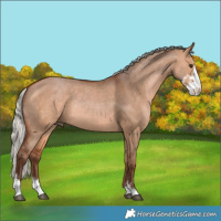 Horse Color:Silver Bay Dun Sabino Rabicano 
