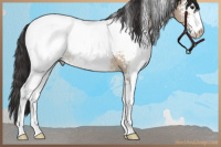 Horse Color:White Spotted Brown Dun Sabino Appaloosa 
