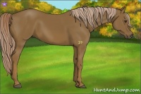 Horse Color:Chocolate Palomino 