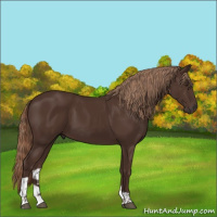 Horse Color:Liver Chestnut Tobiano