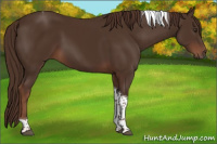 Horse Color:Liver Chestnut Tobiano 