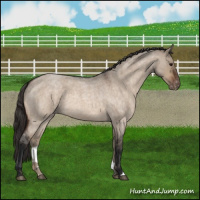 Horse Color:Brown Roan Dun Appaloosa 
