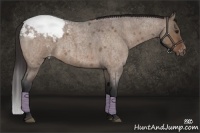 Horse Color:Brown Roan Dun Appaloosa Brindle 