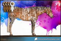 Horse Color:White Spotted Liver Chestnut Sabino  and White Spotted Chocolate Palomino 