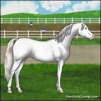 Horse Color:Perlino Sabino  and Perlino Sabino Frame 
