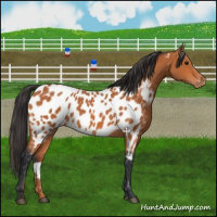 Horse Color:Bay Appaloosa 
