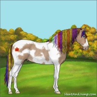 Horse Color:Painted Red Dun Tobiano Frame Rabicano 