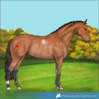 Horse Color:Bay Rabicano 