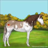 Horse Color:Liver Red Dun Sabino Splash Varnish 