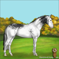 Horse Color:White Spotted Black Sabino