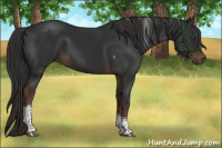 Horse Color:Liver Chestnut Tobiano