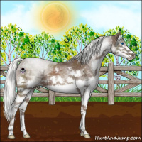 Horse Color:Liver Chestnut Mushroom Sabino Splash 