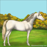 Horse Color:Buckskin Pearl 