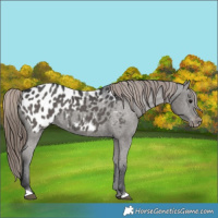 Horse Color:Grullo Appaloosa 