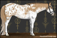 Horse Color:Chestnut Sabino Appaloosa