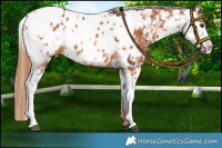 Horse Color:Chestnut Sabino Near Leopard 