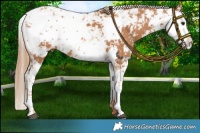 Horse Color:Chestnut Sabino