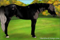 Horse Color:Void Silver Black Tobiano Frame 