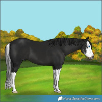 Horse Color:Gray Black Sabino Splash