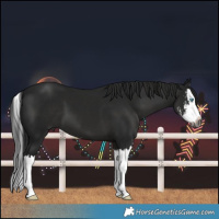 Horse Color:Gray Black Sabino Splash 