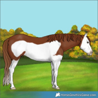 Horse Color:Chestnut Splash Frame 