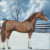 Horse Color:Chestnut Appaloosa 