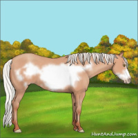 Horse Color:Silver Amber Champagne Frame